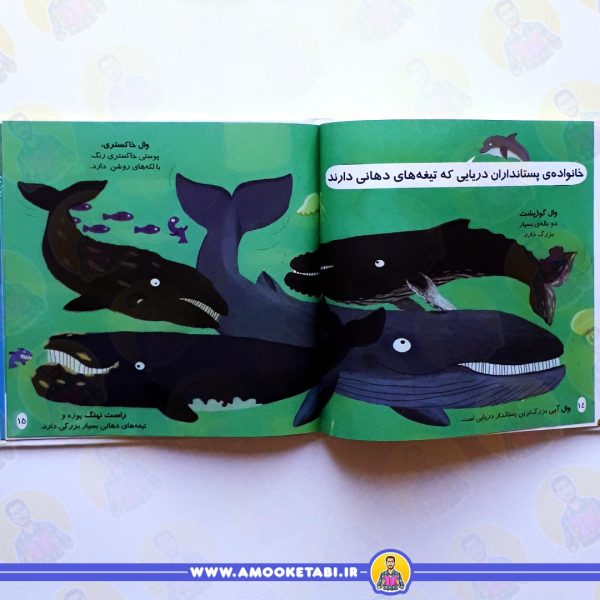 قیمت دایره المعارف کوچک من(دلفین ها و وال ها)