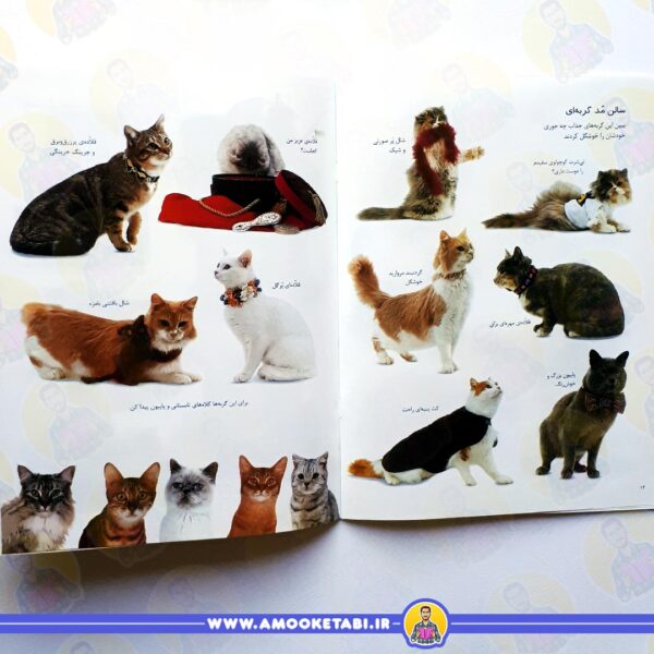 خرید کتاب کودک کتاب بچسبان و بیاموز 15 گربه ها و بچه گربه ها