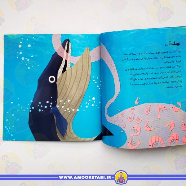 قیمت و خرید کتاب کودک از سر تا دم